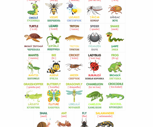 Cartonașe educative Insecte și reptile image 4