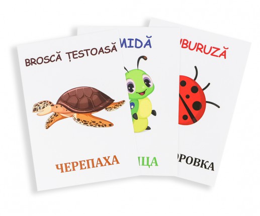Cartonașe educative Insecte și reptile image 3
