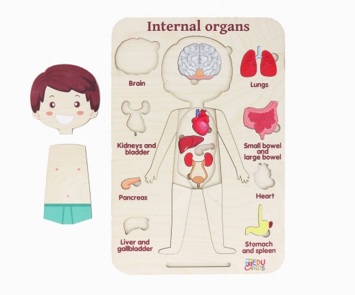 Organele interne - băiețel image 2