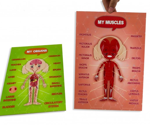 Sistemele anatomice - fetiță image 7