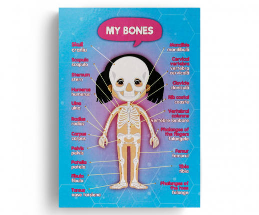Sistemele anatomice - fetiță image 3