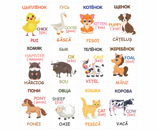 Oбразовательные карточки Домашние животные image 4