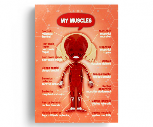 Sistemele anatomice - fetiță image 4