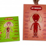 Sistemele anatomice - fetiță thumb-image 7