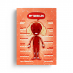 Sistemele anatomice - fetiță thumb-image 4