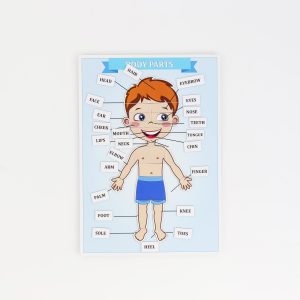 learn the body parts and the body vocabulary